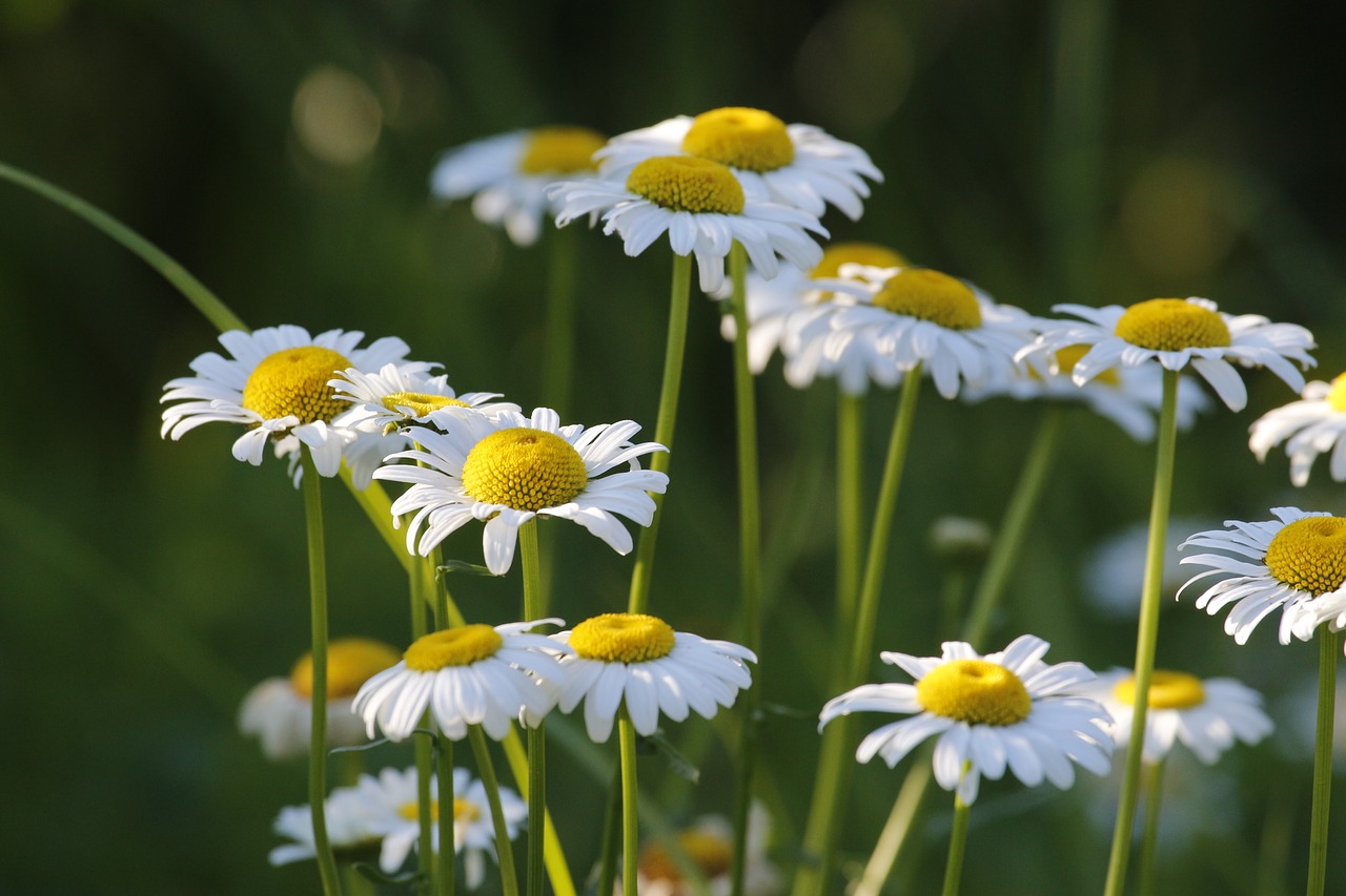 daisies  flowers  nature free photo