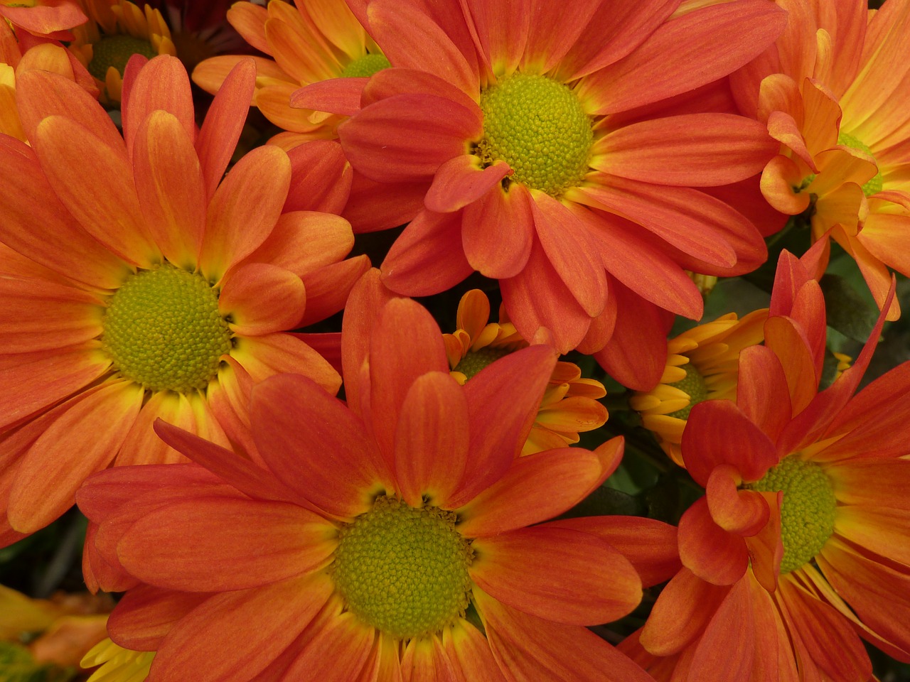 daisies flowers orange free photo