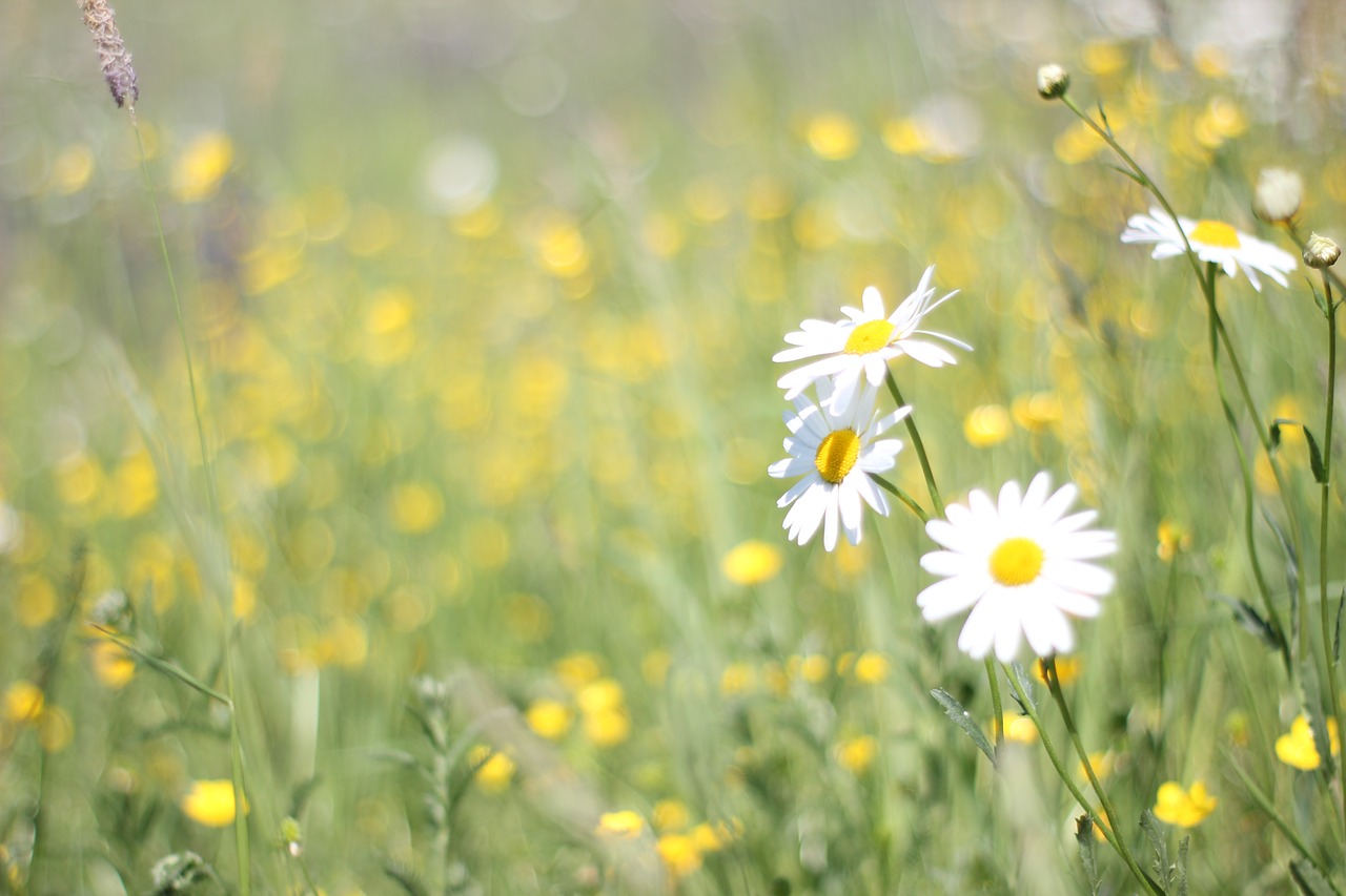 daisies  meadow  spring free photo