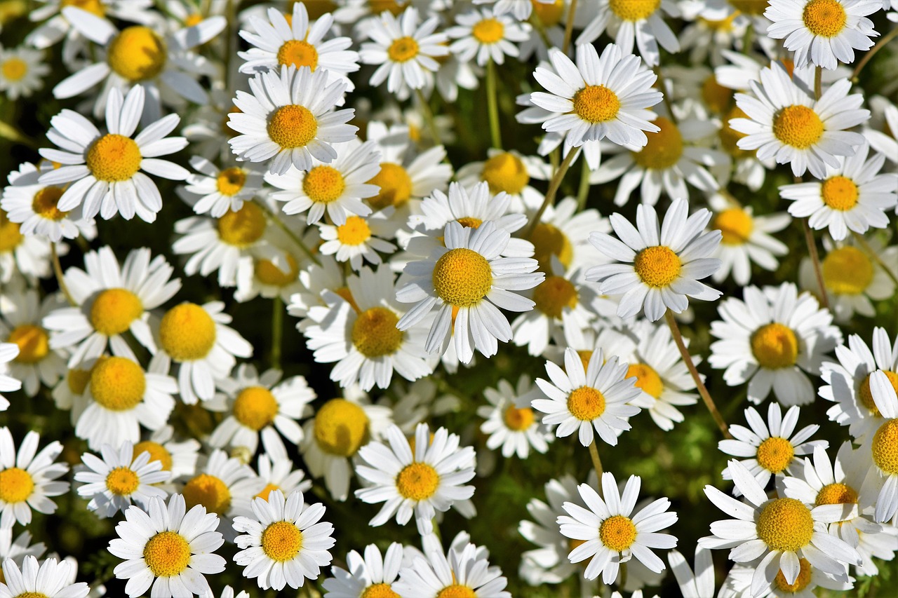 daisies  marguerite meadow  pointed flower free photo