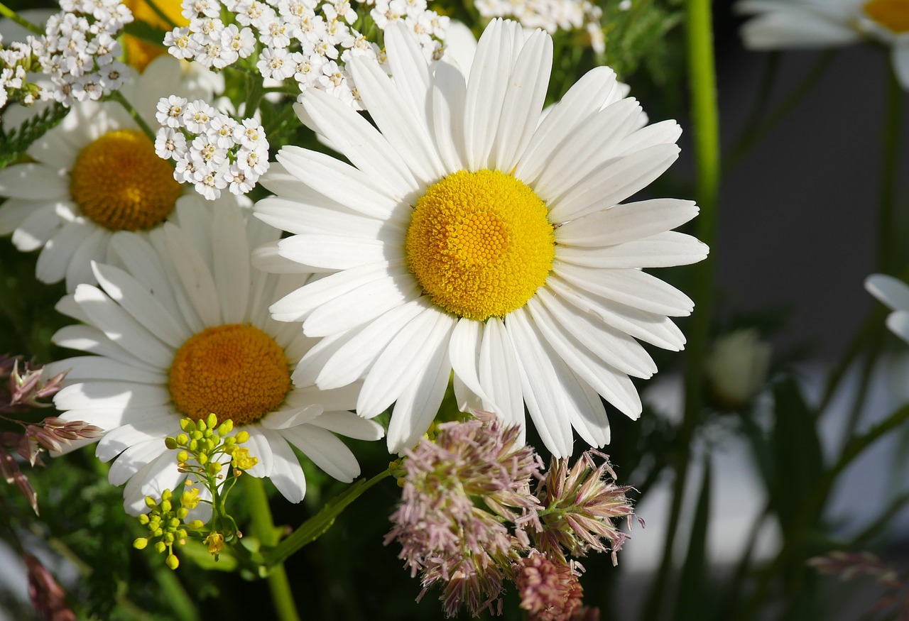 daisies  flower  garden free photo