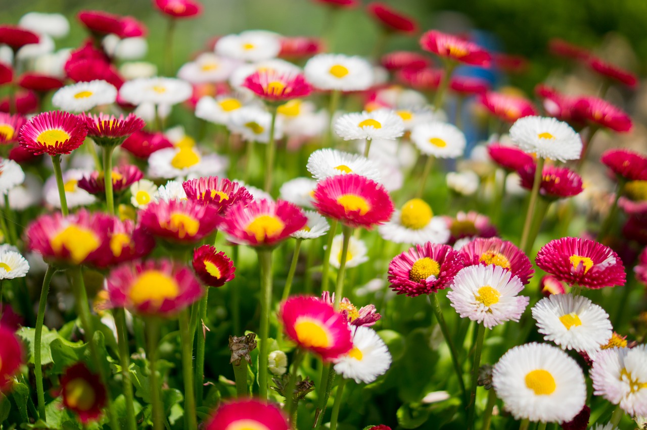 daisies flowers spring free photo