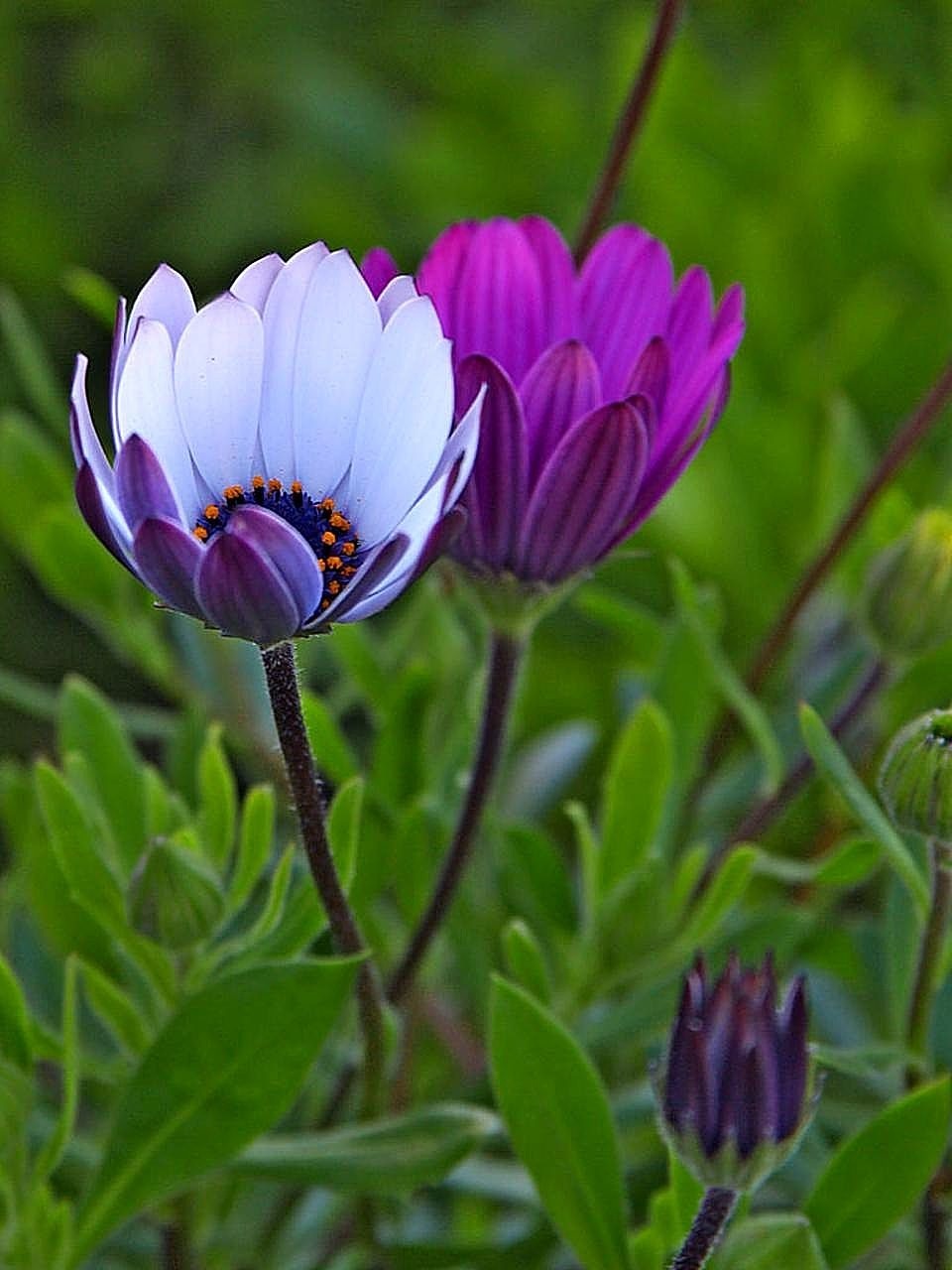 daisies morning flowers free photo