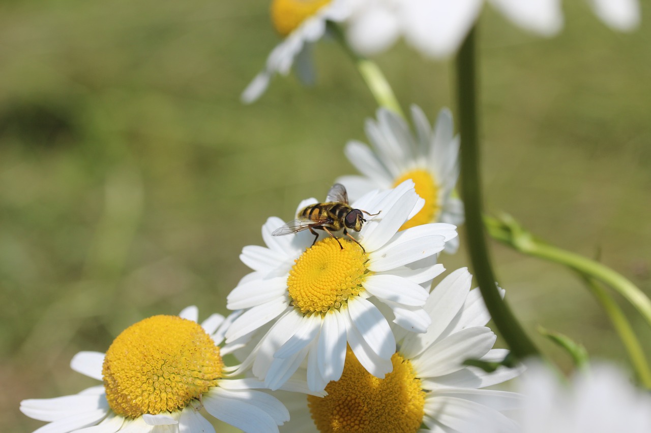 daisies hoverfly flowers free photo