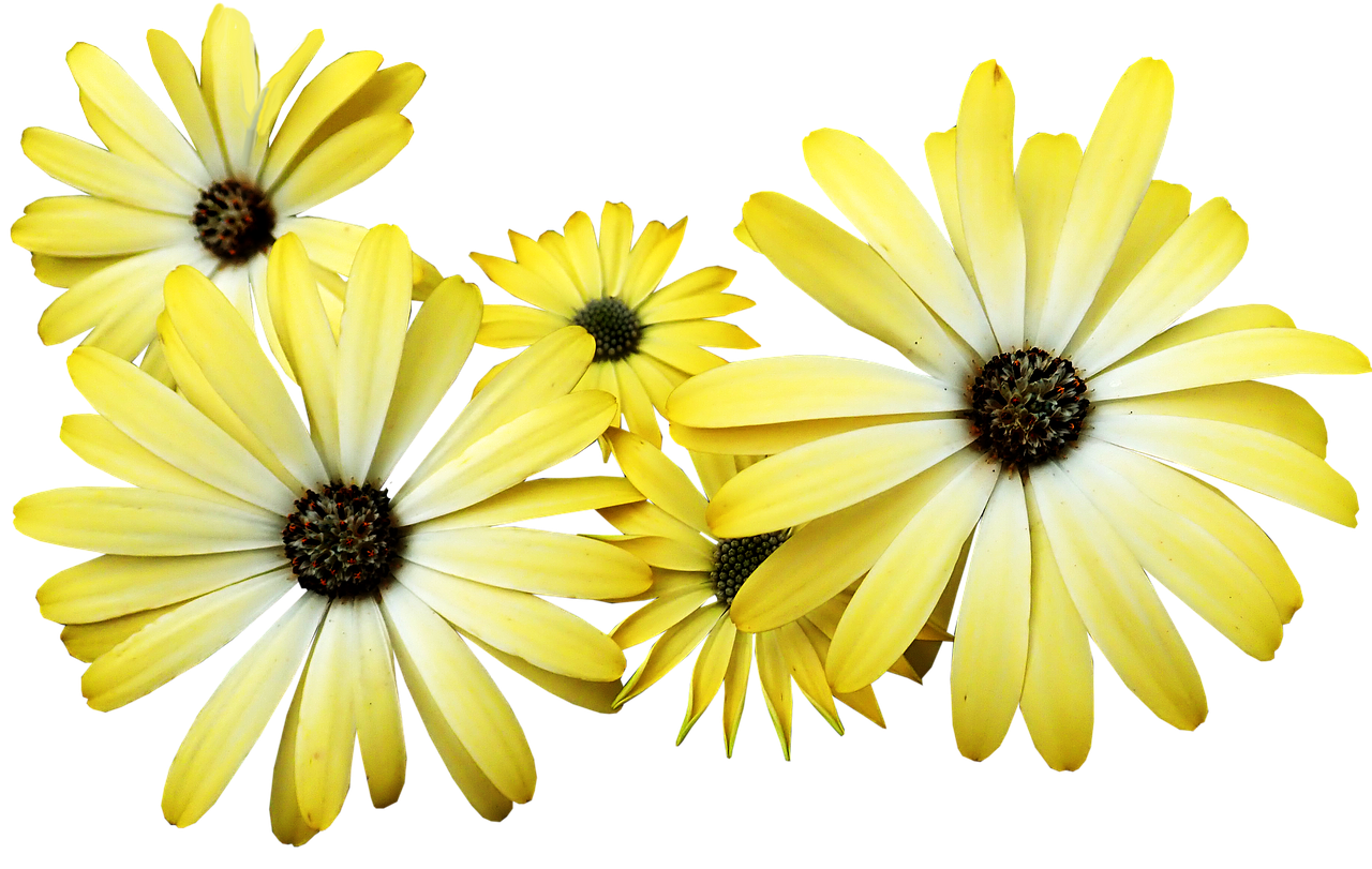 daisies  yellow  flowers free photo