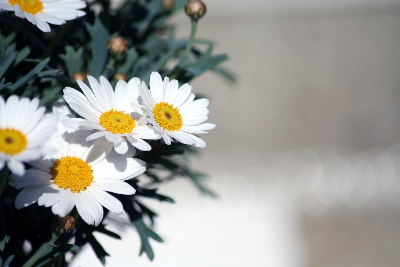 daisies  flowers  flower free photo