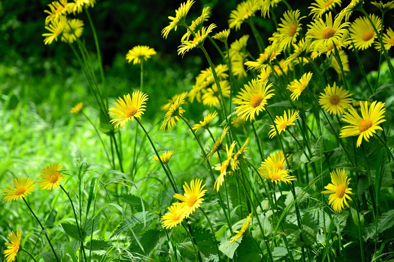 daisies  yellow daisies  flowers free photo