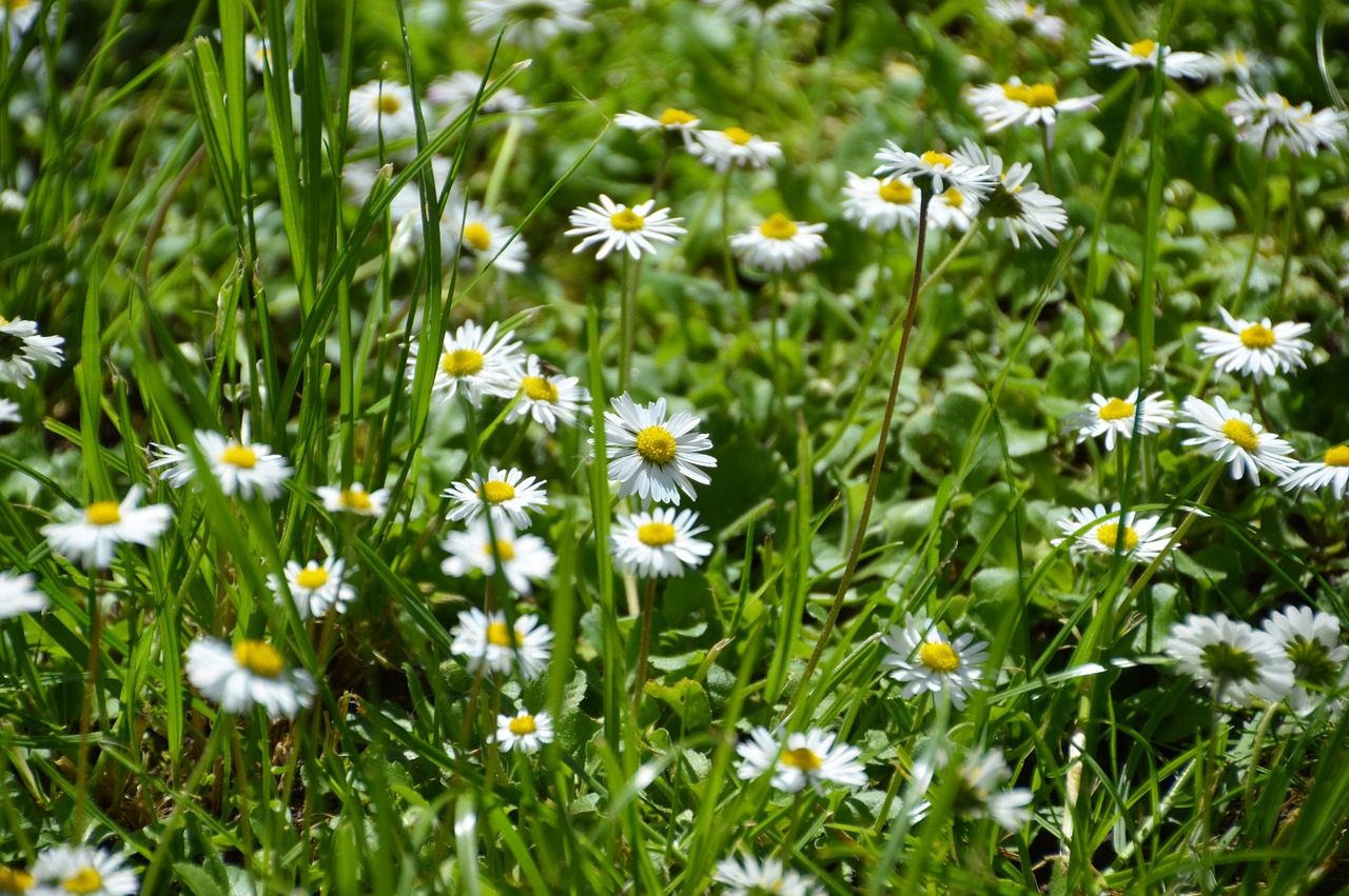 daisies  garden  flower free photo