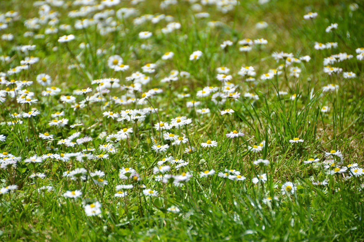 daisies  garden  flower free photo