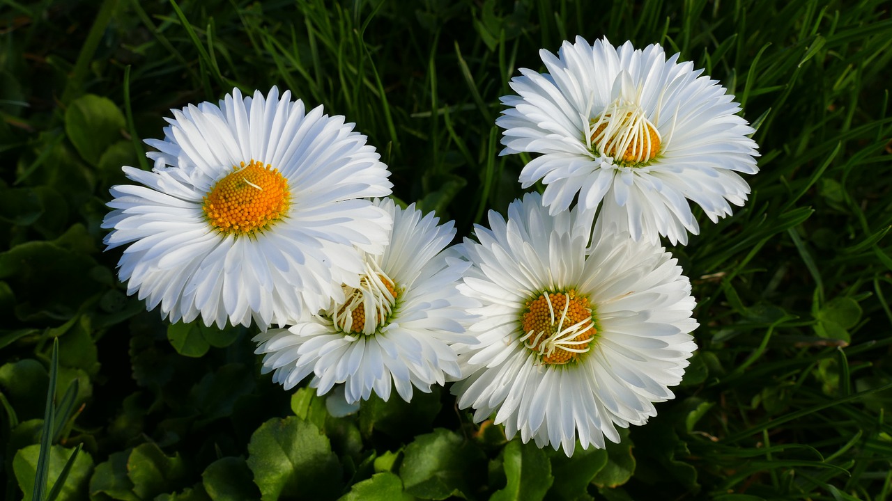 daisies  flower  spring free photo