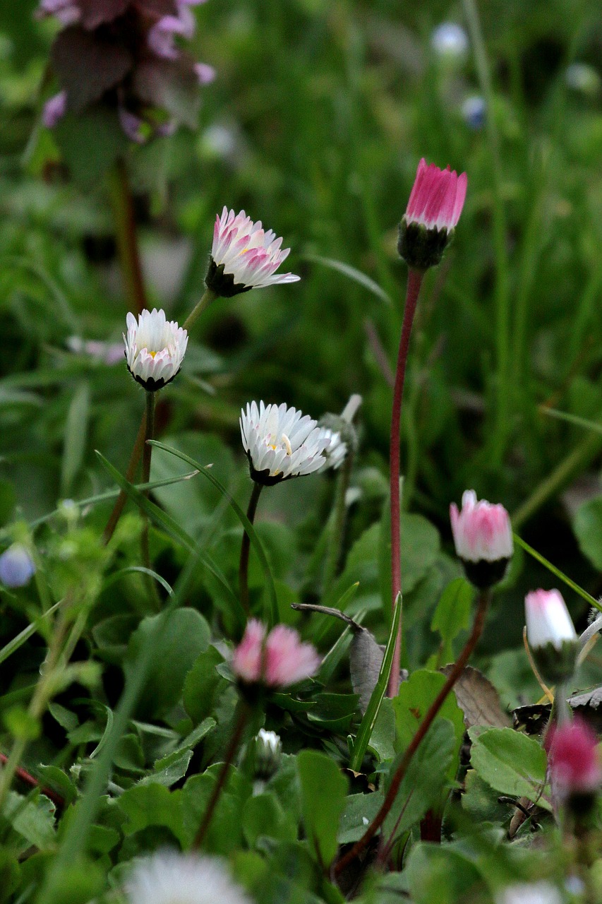 daisies  prato  nature free photo