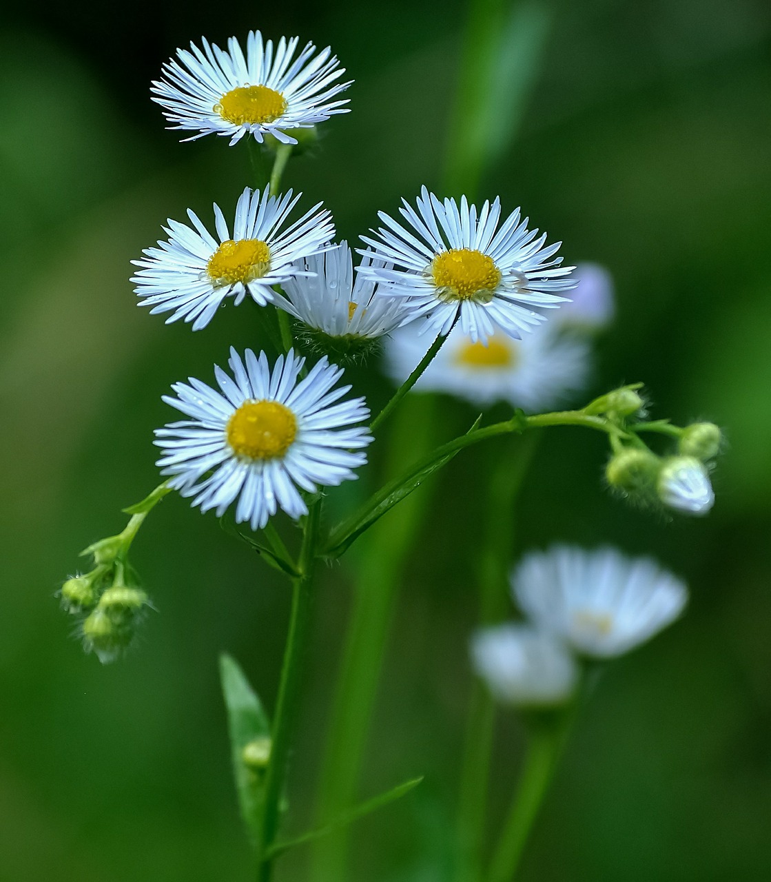 daisies flower white free photo