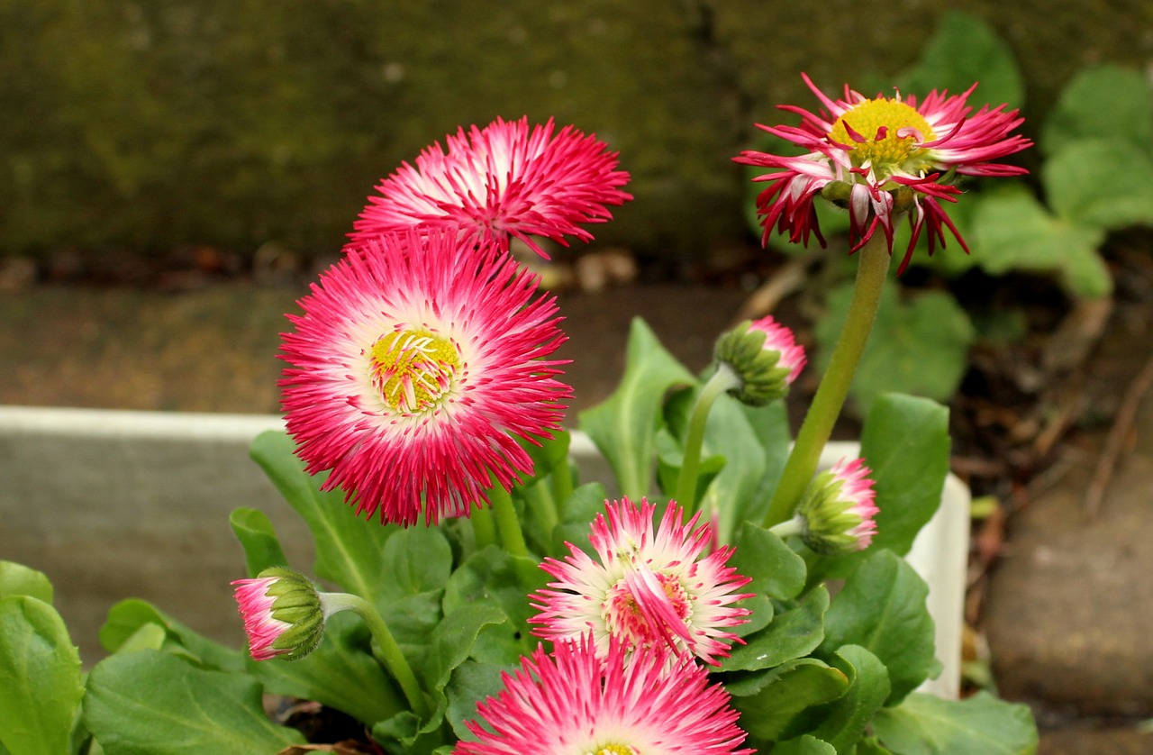 daisies  flowers  pink free photo