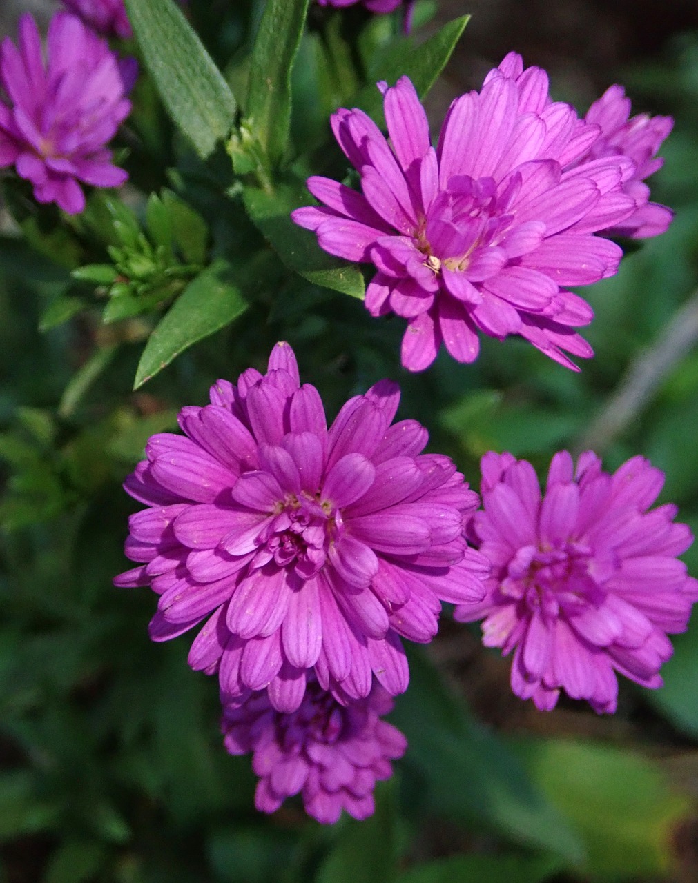 daisies  flowers  autumn free photo