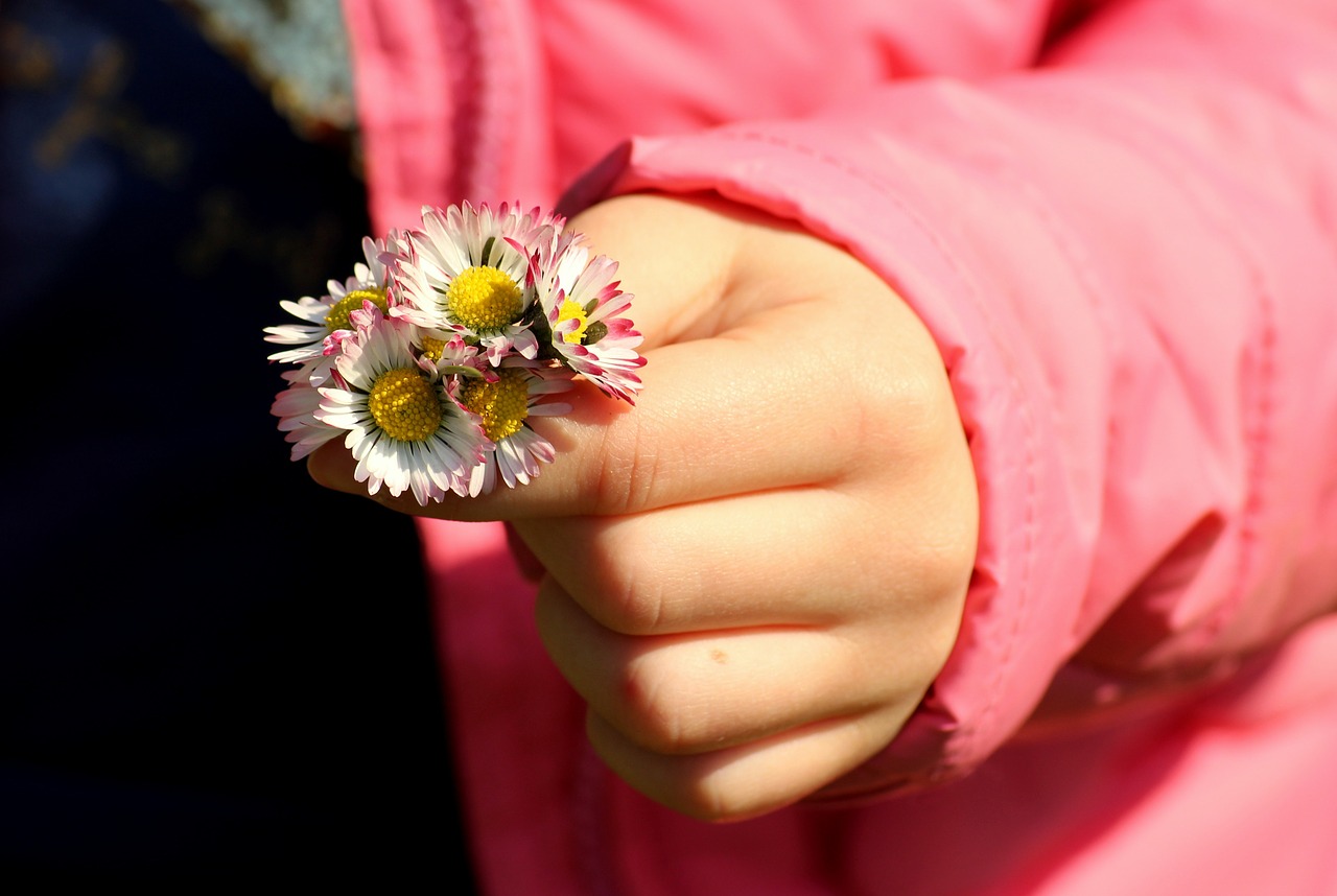 daisies  spring  took free photo