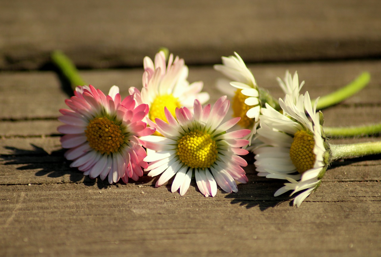 daisies  spring  flowers free photo