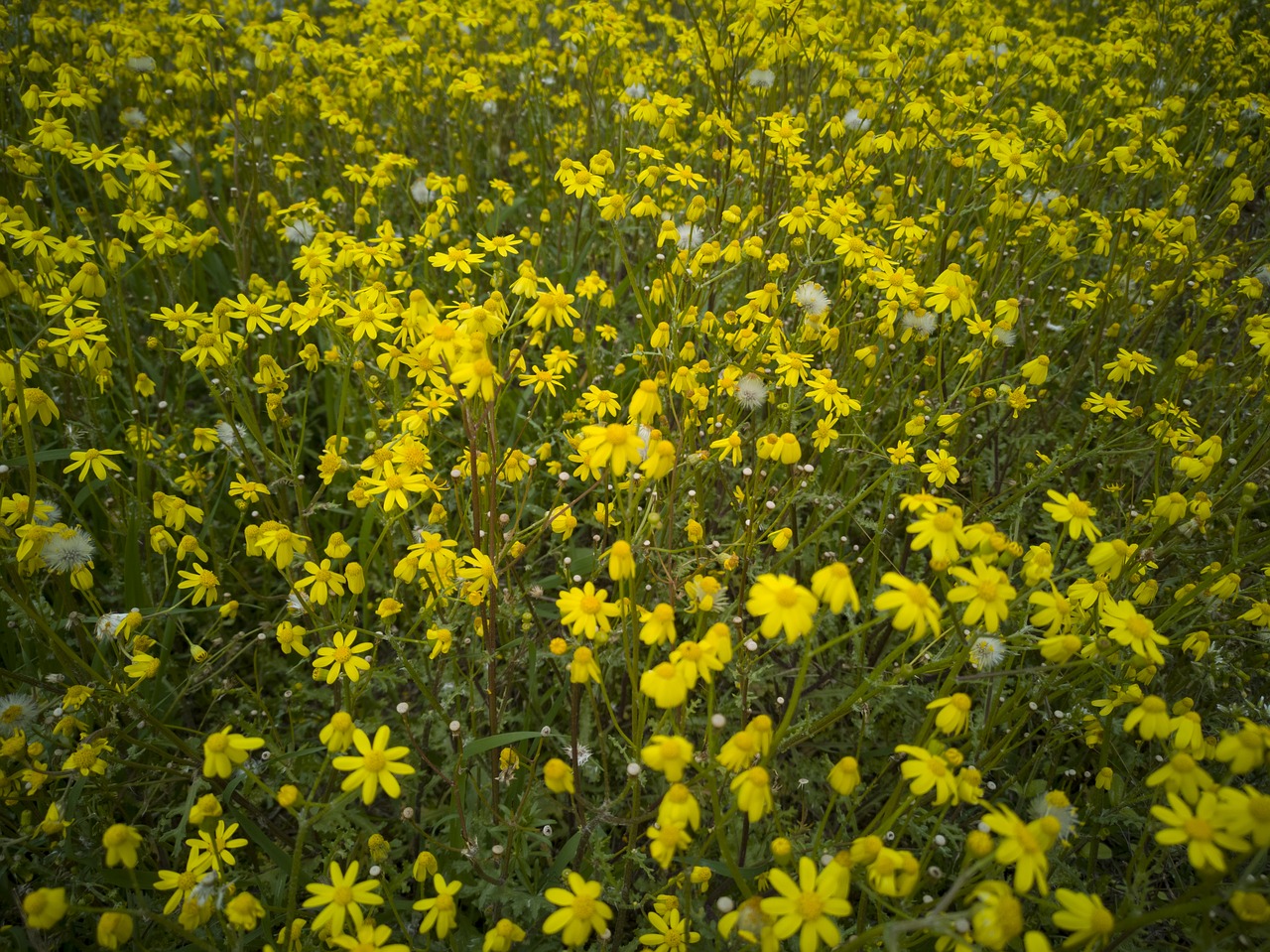 daisies  spring  yellow free photo