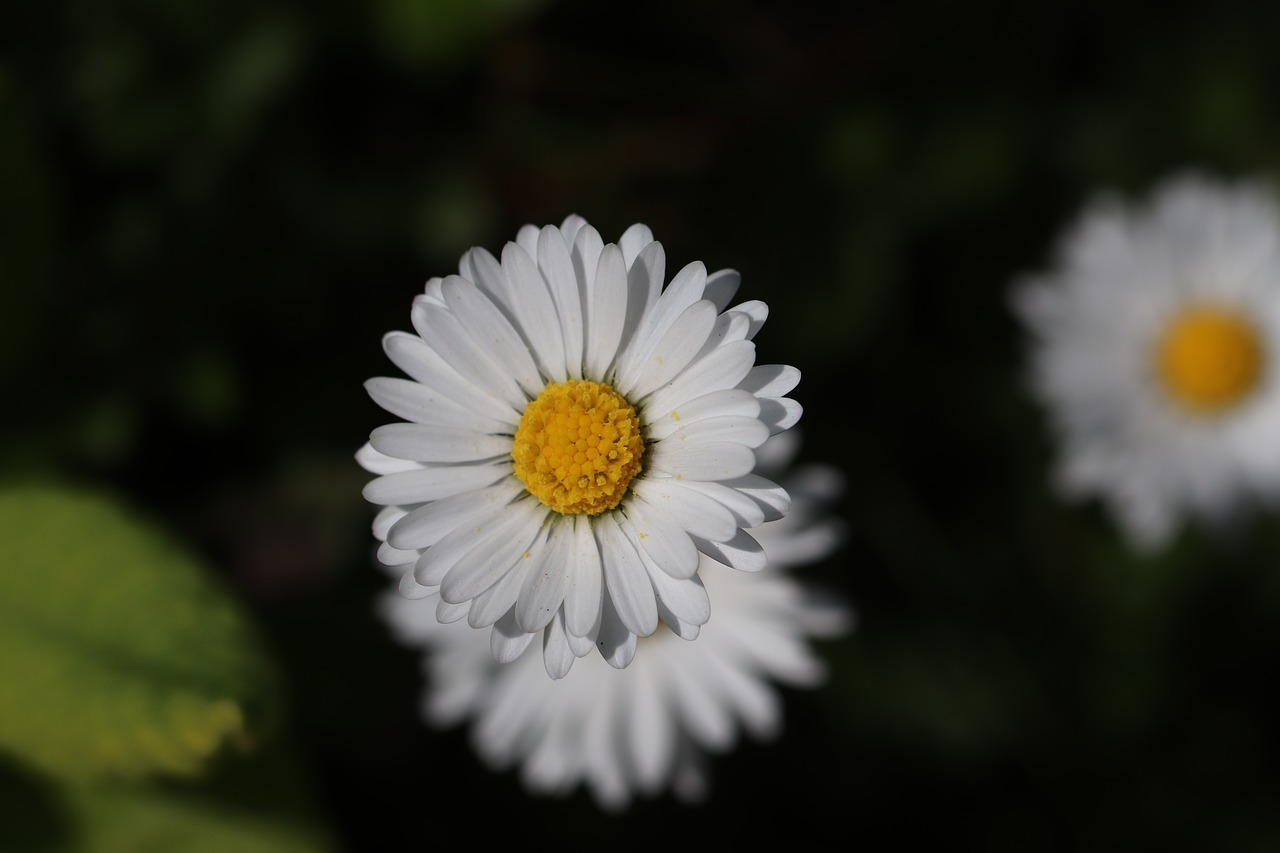 daisies  spring  flowers free photo