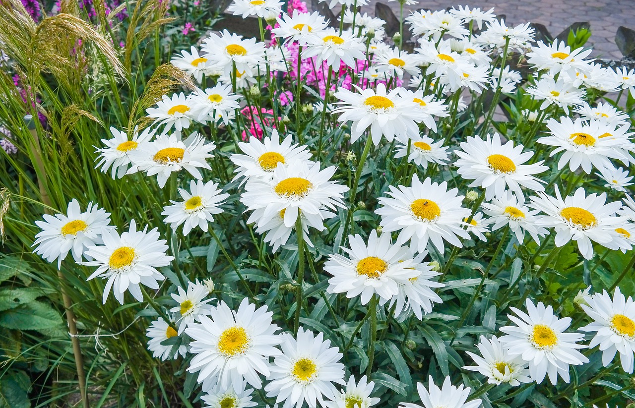 daisies  flower  blossom free photo