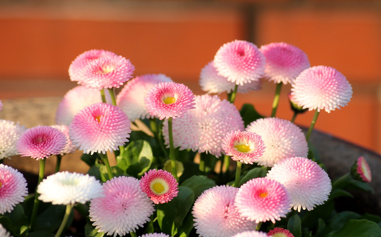 daisies  pink  flowers free photo