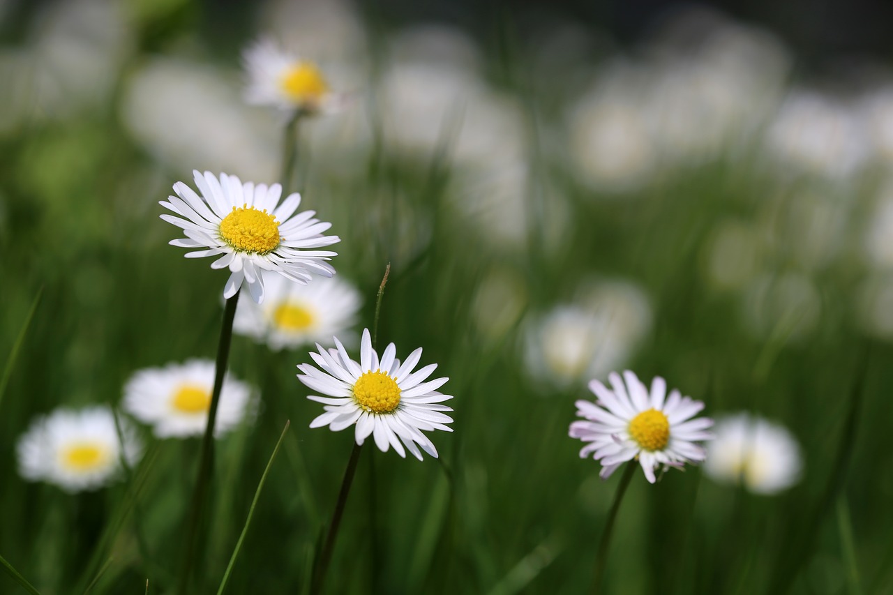 daisies  flower meadow  daisy free photo