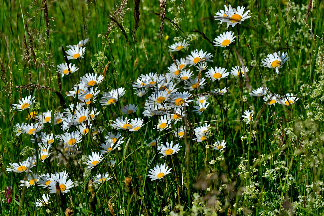 daisies  meadow  flowers free photo