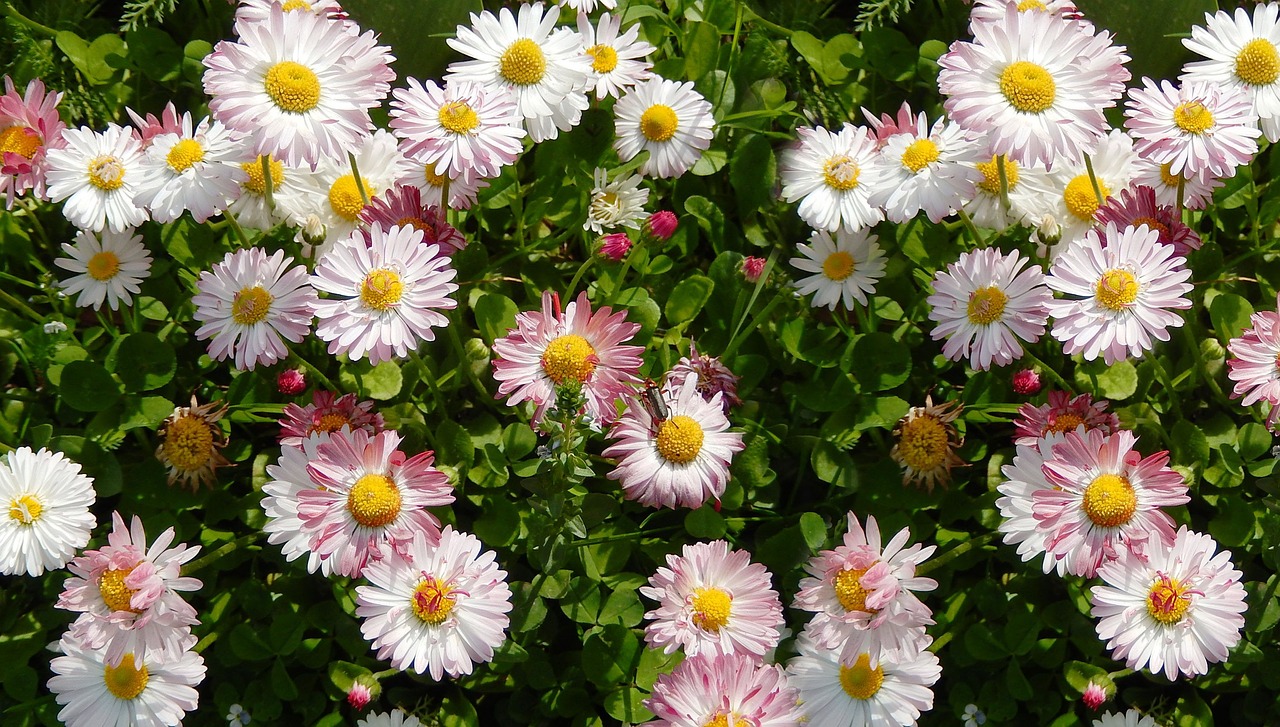 daisies  flowers  spring free photo