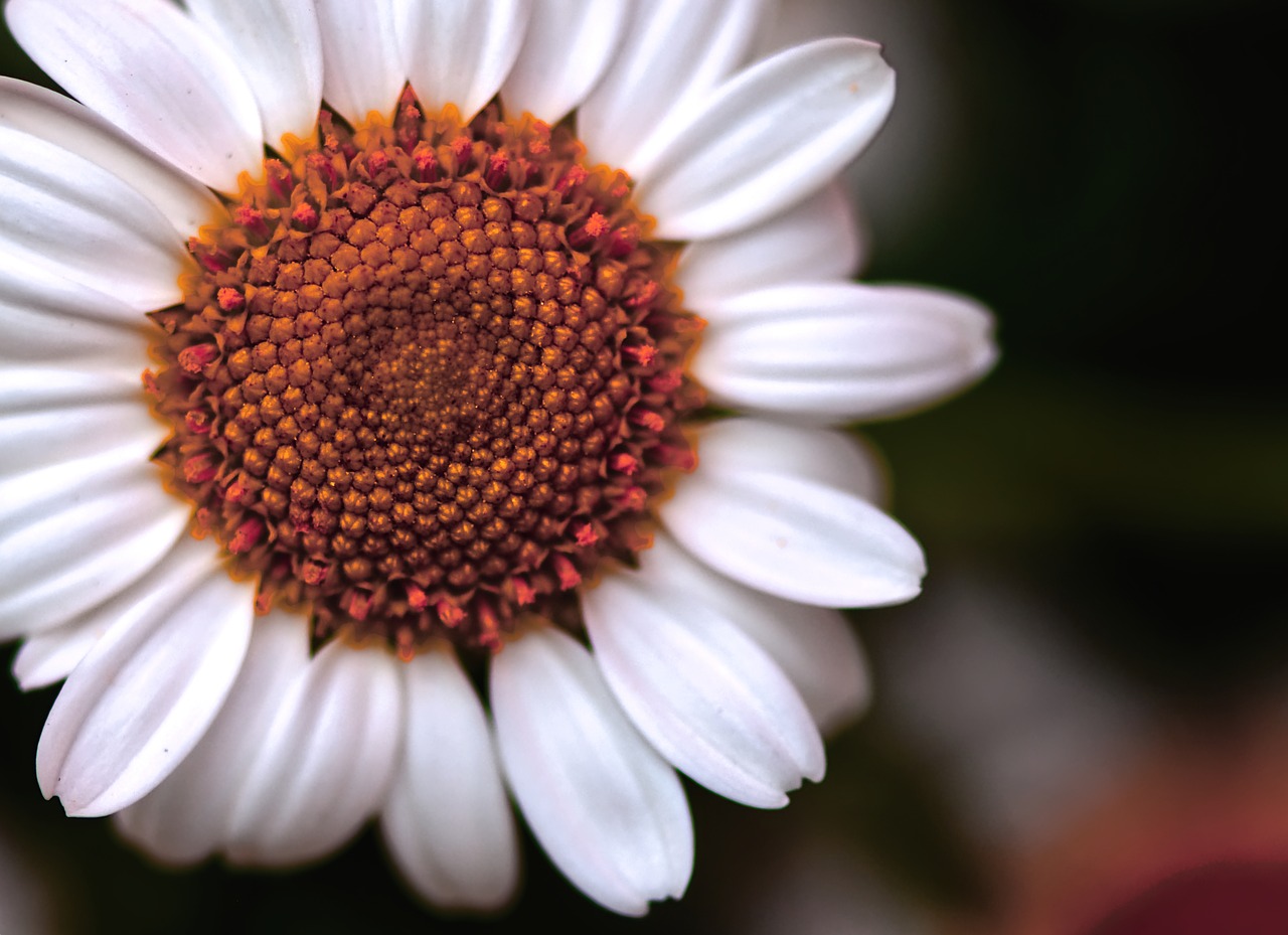 daisies  white  flower free photo