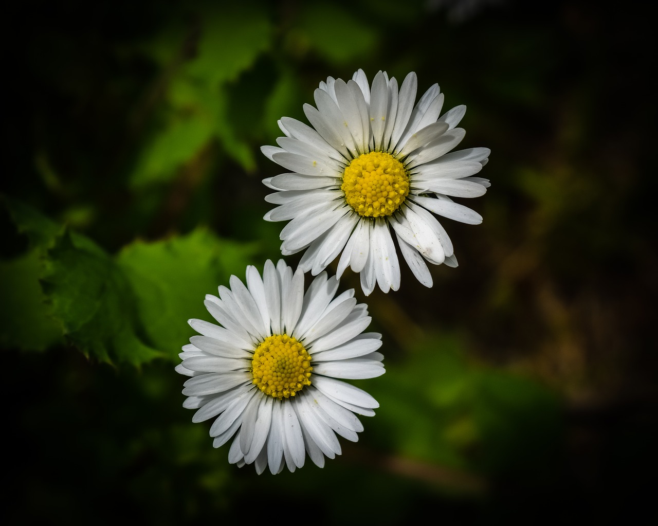 daisies  daisy  flower free photo