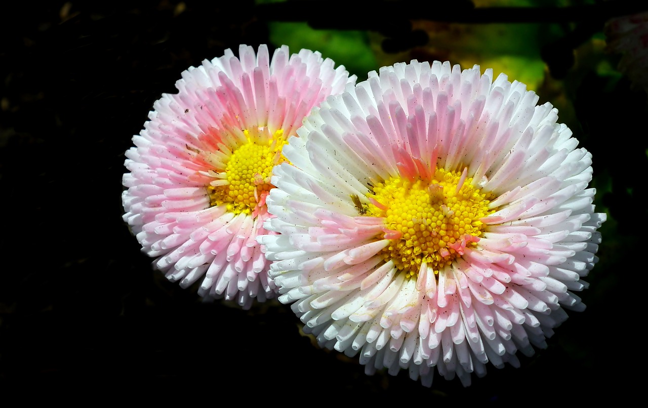 daisies  flowers  pink free photo
