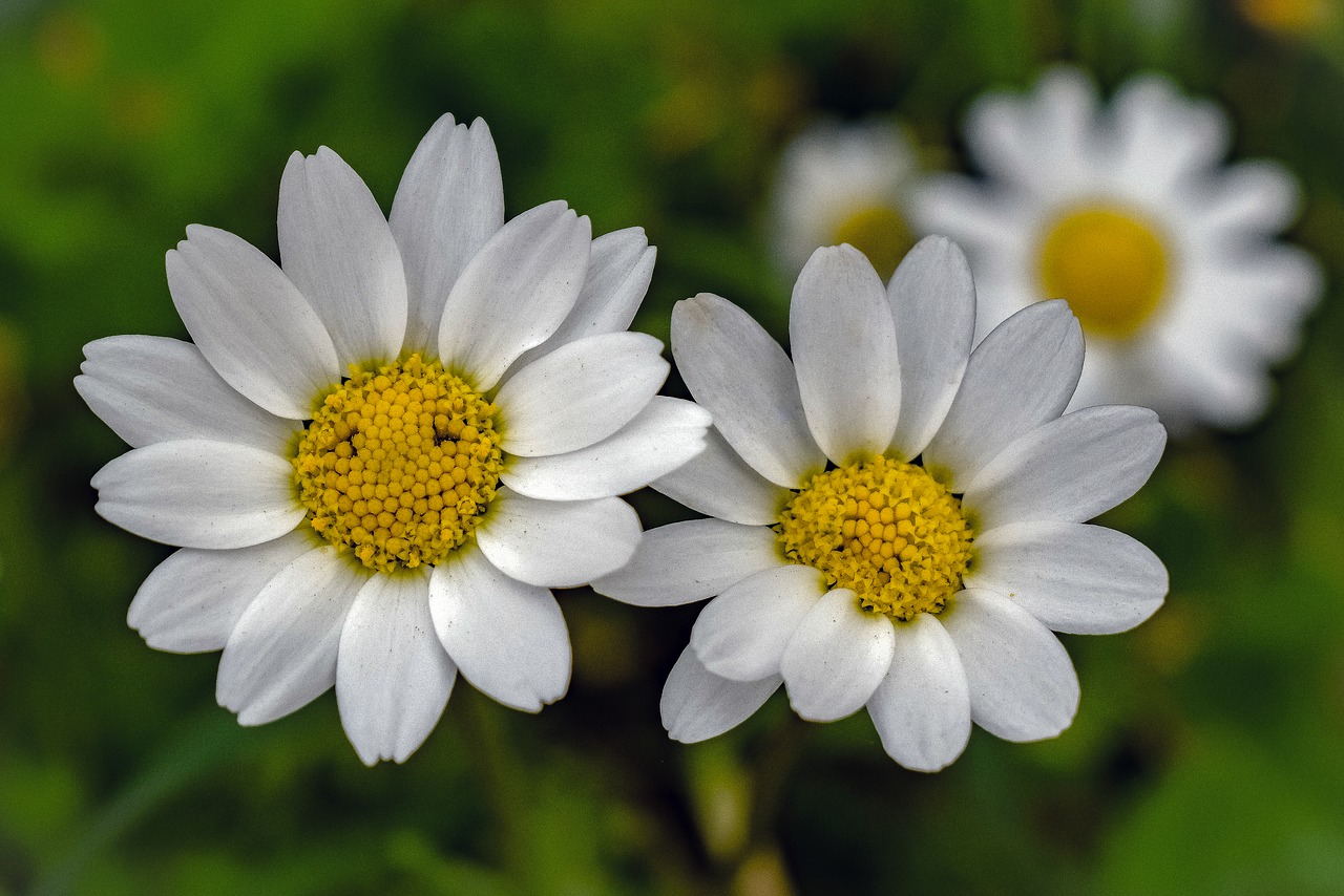 daisies  daisy  flower free photo