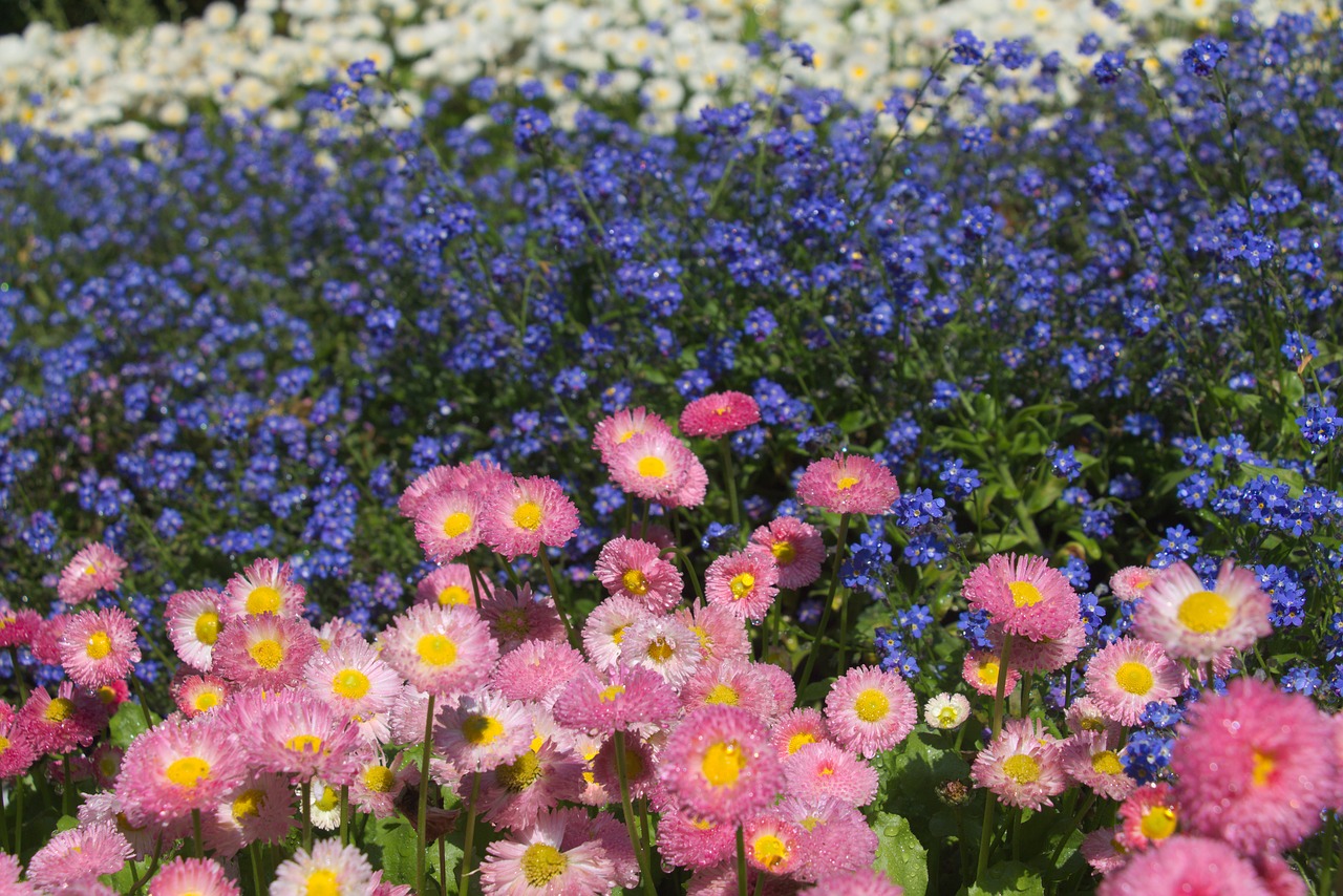 daisies  flowers  bloom free photo