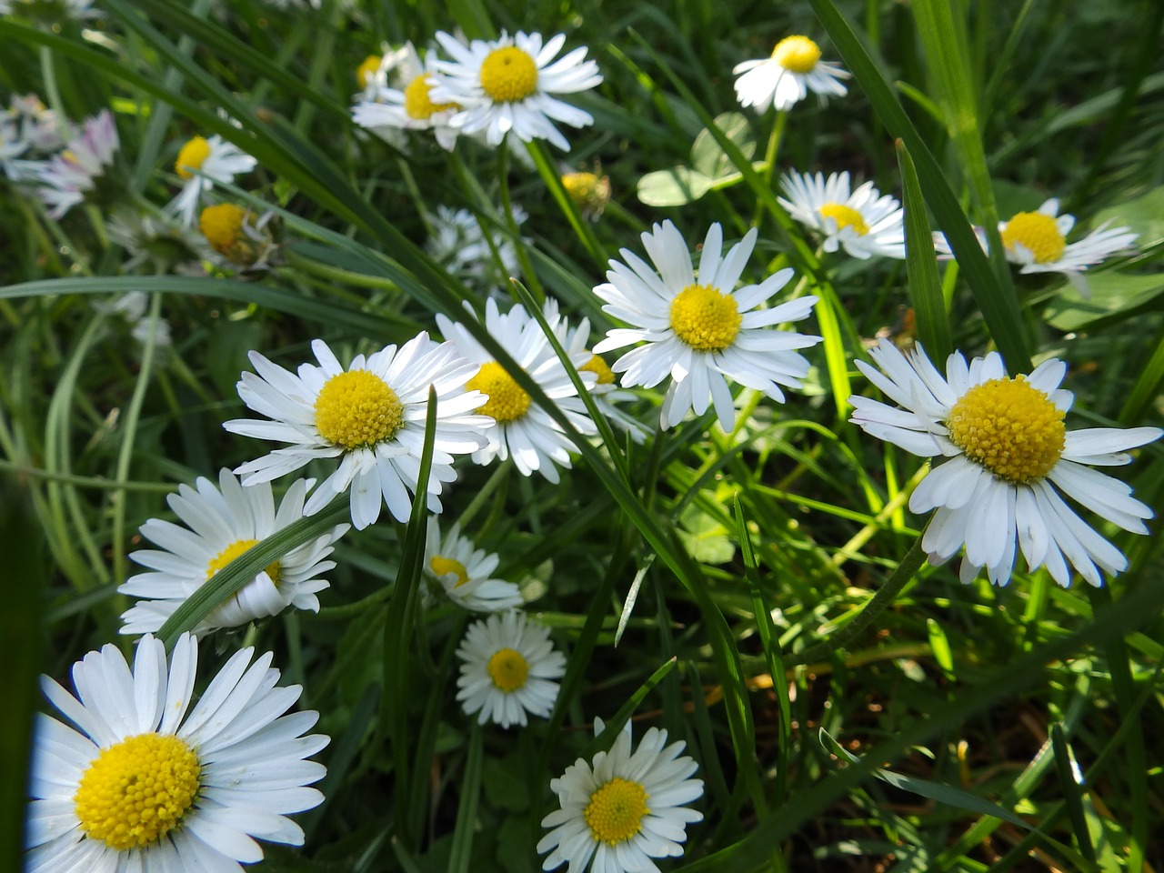 daisies  spring  flowers free photo