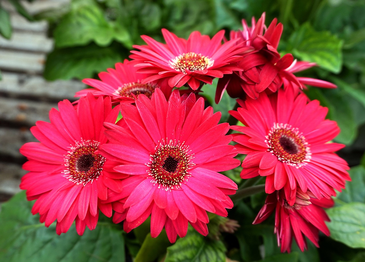 daisies  blossom  bloom free photo