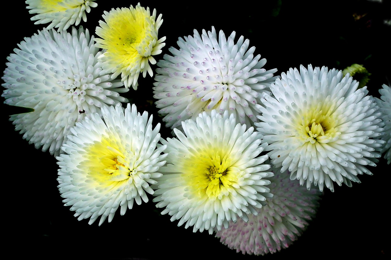 daisies  flowers  white free photo