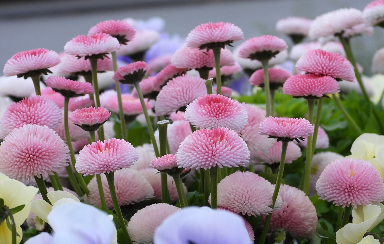 daisies  picnic  flowers free photo