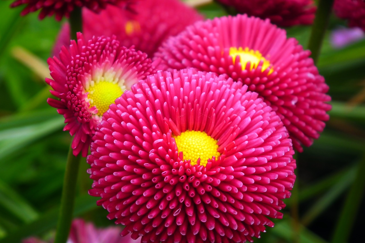 daisies  red  flowers free photo