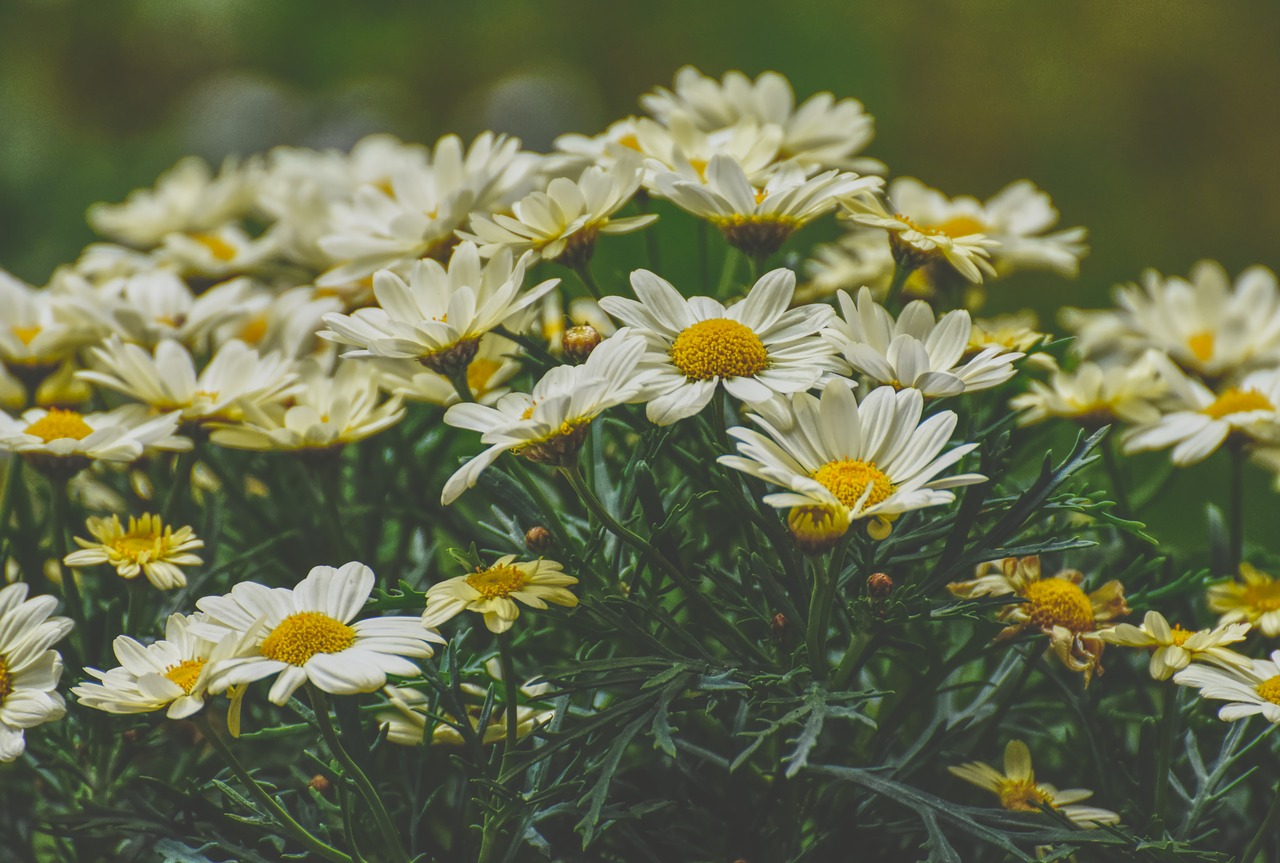 daisies  yellow  flower free photo