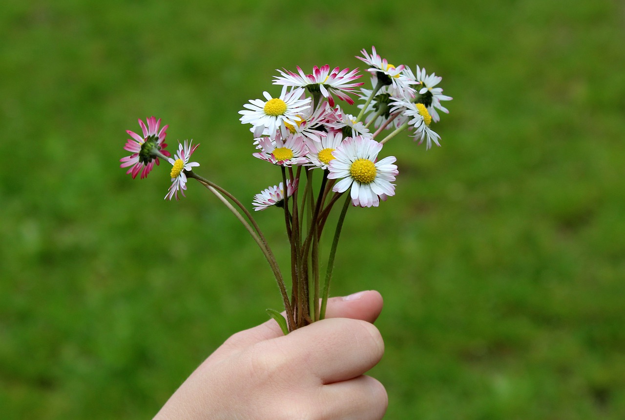 daisies  flowers  bouquet free photo