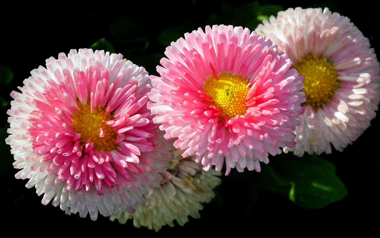 daisies  flowers  colorful free photo