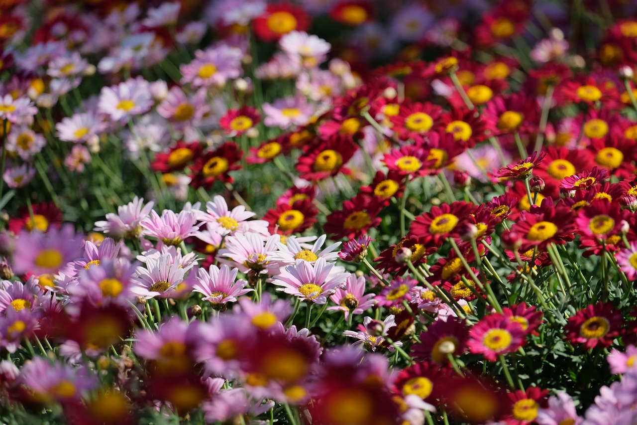 daisies  flowers  nature free photo