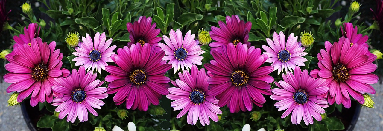 daisies  flowers  pink free photo