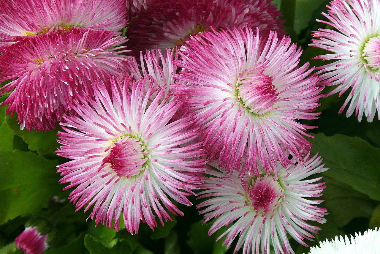 daisies  flowers  pink free photo