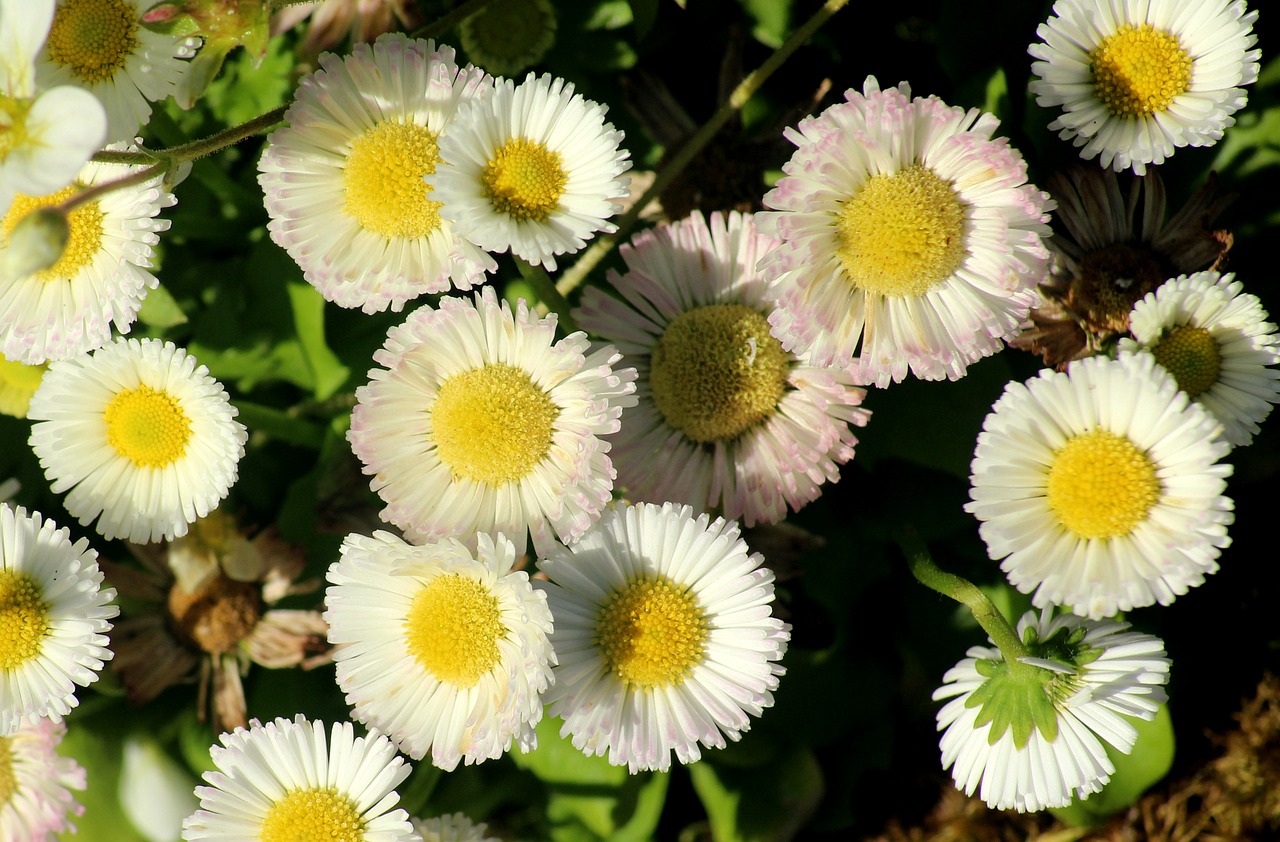daisies  white flowers  the delicacy free photo