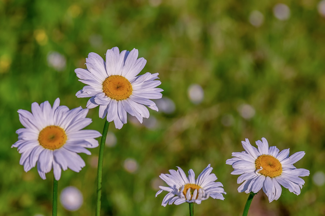 daisies  flowers  bloom free photo