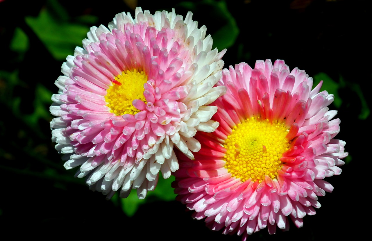 daisies  flowers  colorful free photo