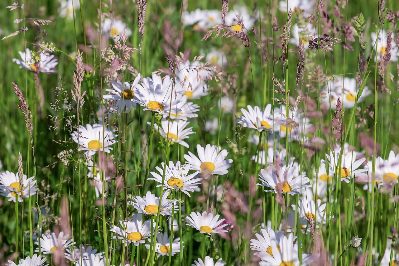daisies  bloom  meadow free photo