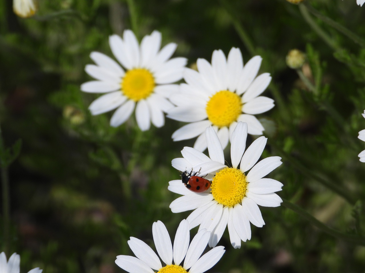 daisies  ladybug  flowers free photo
