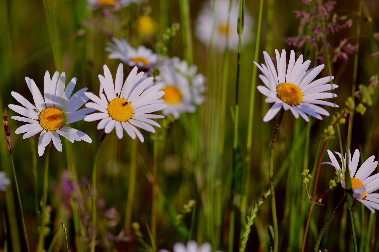 daisies  meadow  flowers free photo