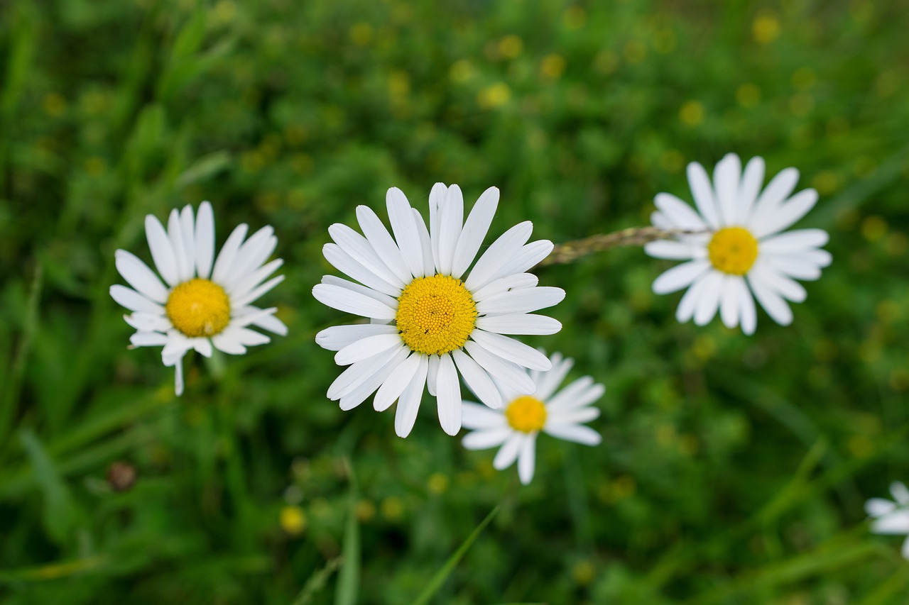 daisies  white flower  flowers free photo